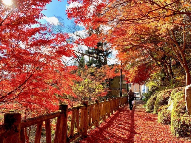 藤波八丁遊歩道